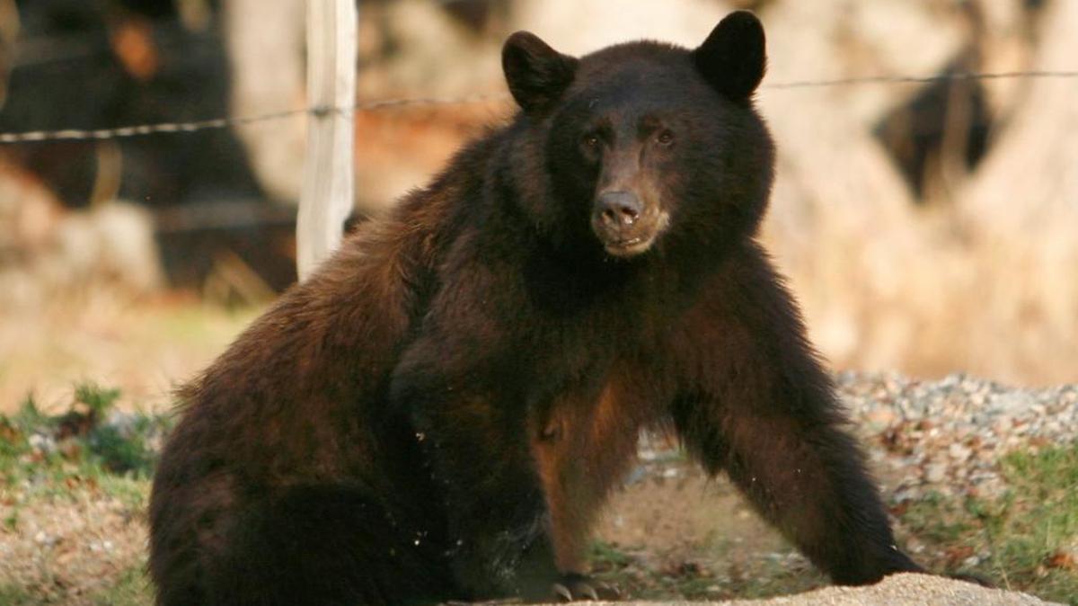 A research grant will help scientists study black bears in Sequoia-Kings Canyon national parks. This bear was photographed near Three Rivers in Tulare County.