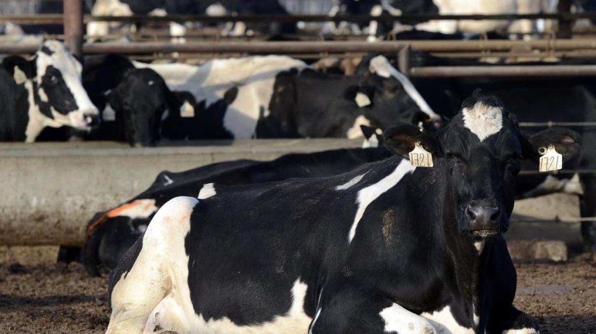 Dairy cows are shown at Top O’ The Morn Farms located south of Tulare. Several dairymen said they don’t mind President Donald Trump referring to them as “local milk people.”