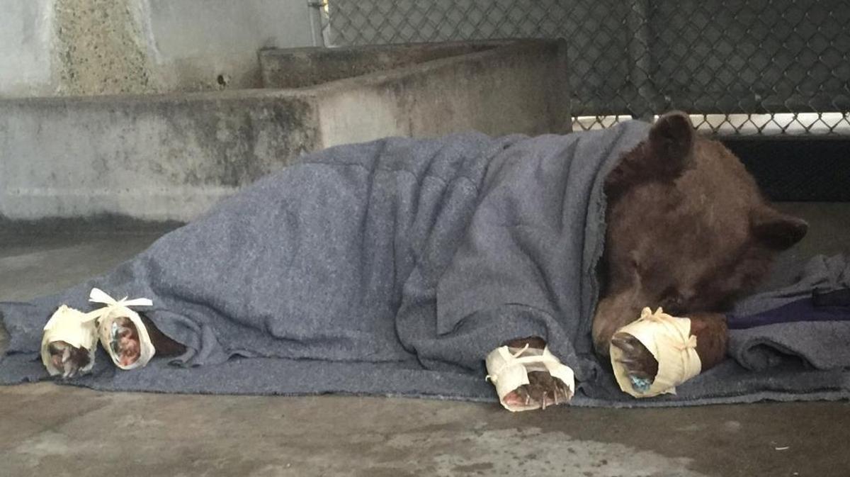 A burned bear rests in her holding enclosure in Rancho Cordova, her feet covered in corn husks to delay her efforts to chew off the tilapia skin bandages underneath.