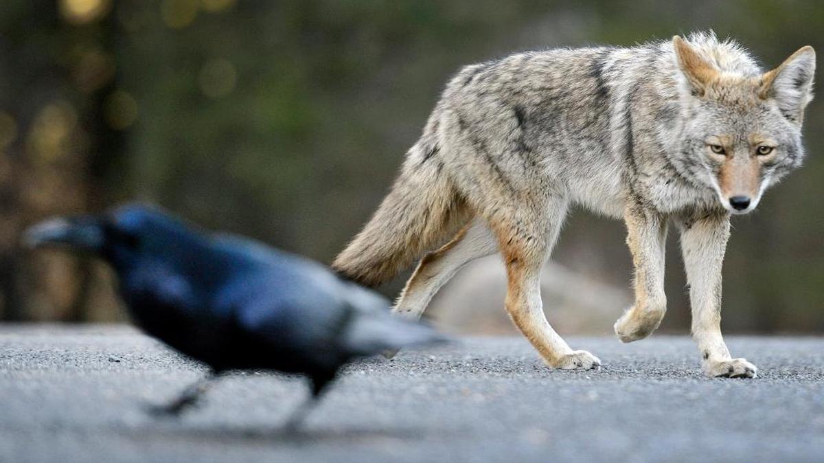 A coyote eyes a crow after it landed on the roadside near El Capitan in Yosemite National Park last January..