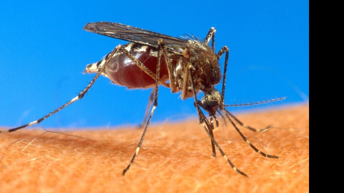 
In this undated file photo provided by the USDA, an aedes aegypti mosquito is shown on human skin. 
