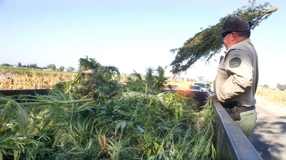 Second time not a charm. Appellate court says Fresno County can't fine pot grower $99,000