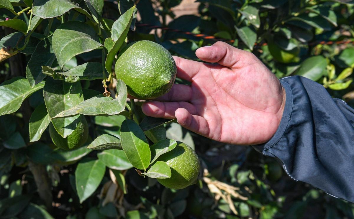 Antonio Cabrera takes a look at a lemon on his farm in Reedley on Tuesday, Oct. 19, 2021.