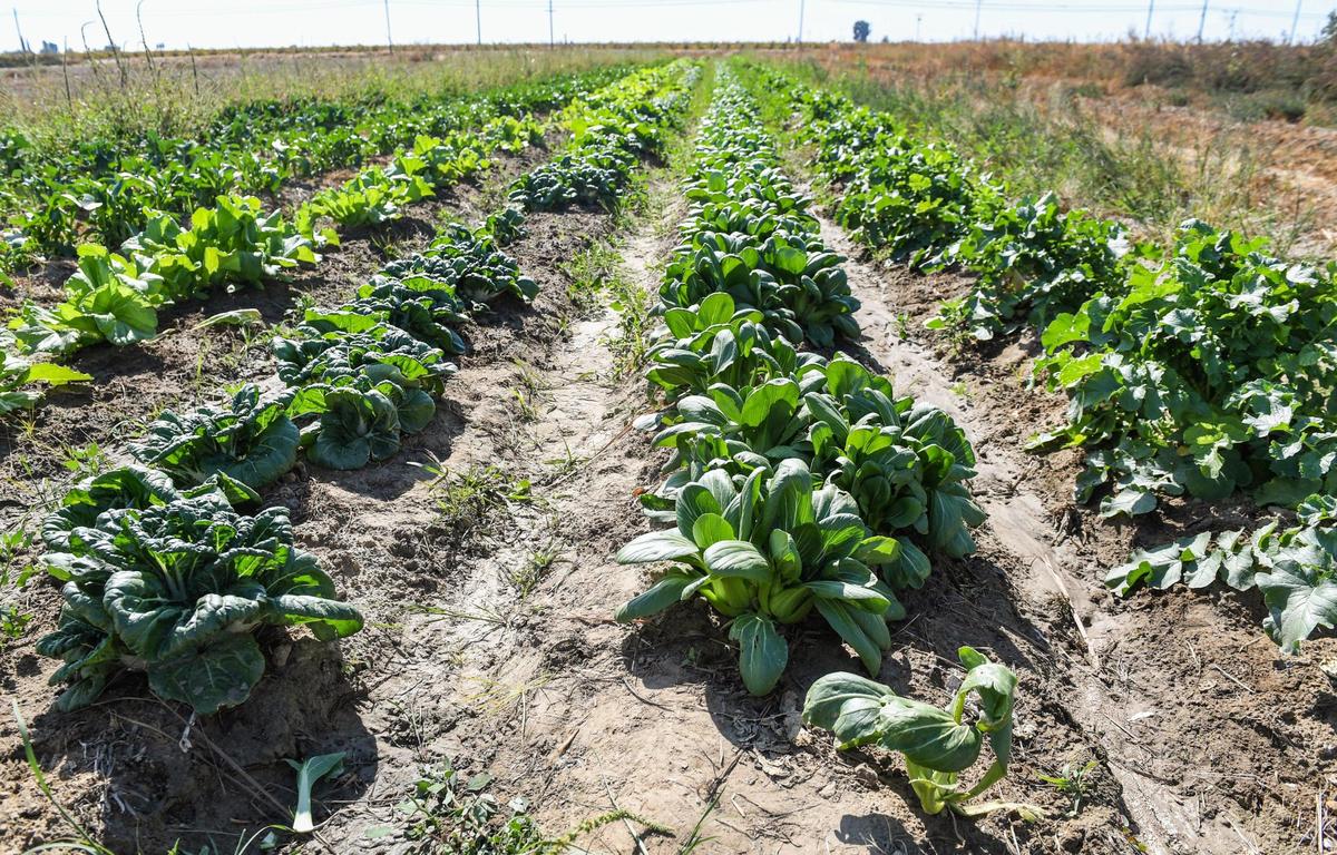 Asian vegetables grow in June Moau’s small farm west of Fowler on Tuesday, Oct. 19, 2021.