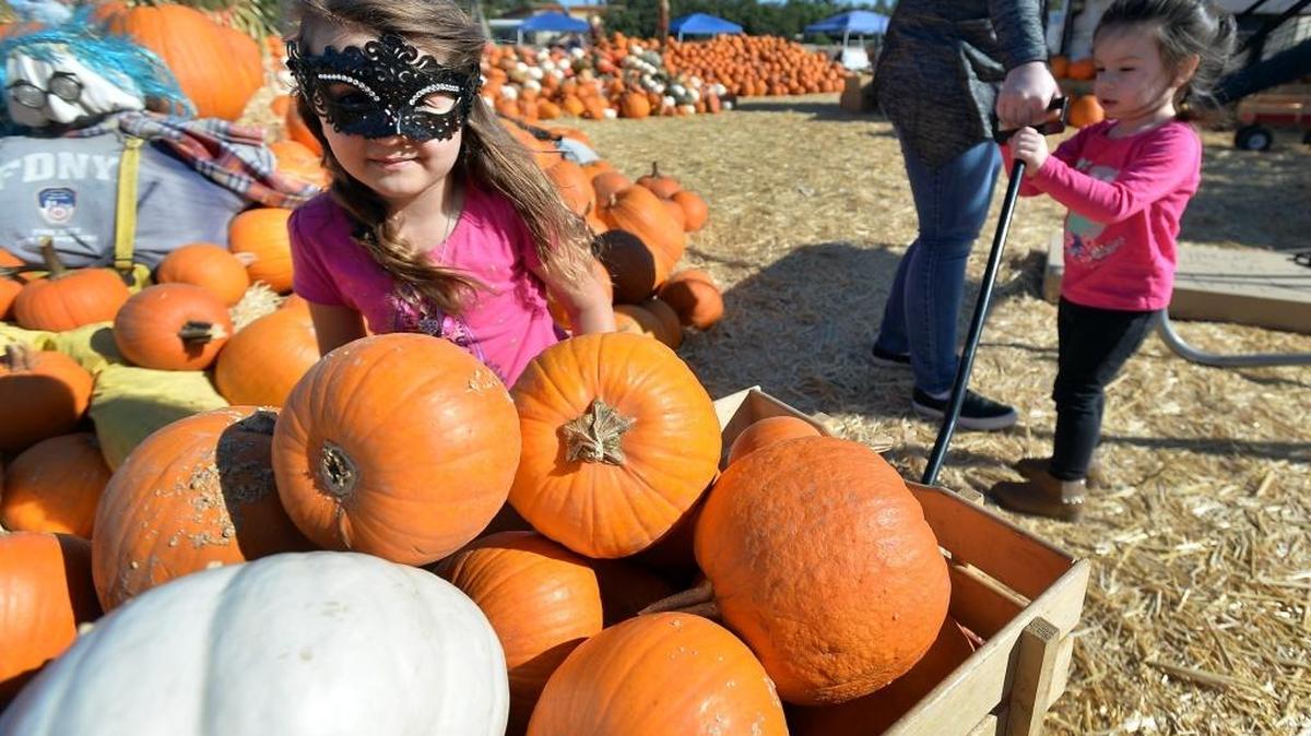 Zoey Alvarado, 4, of Fresno, wears a mask while watching customers pick out pumpkins at Pumpkin City on West Shaw Avenue on Tuesday, Oct. 18, 2016, in Fresno. Her mother works at the pumpkin patch.