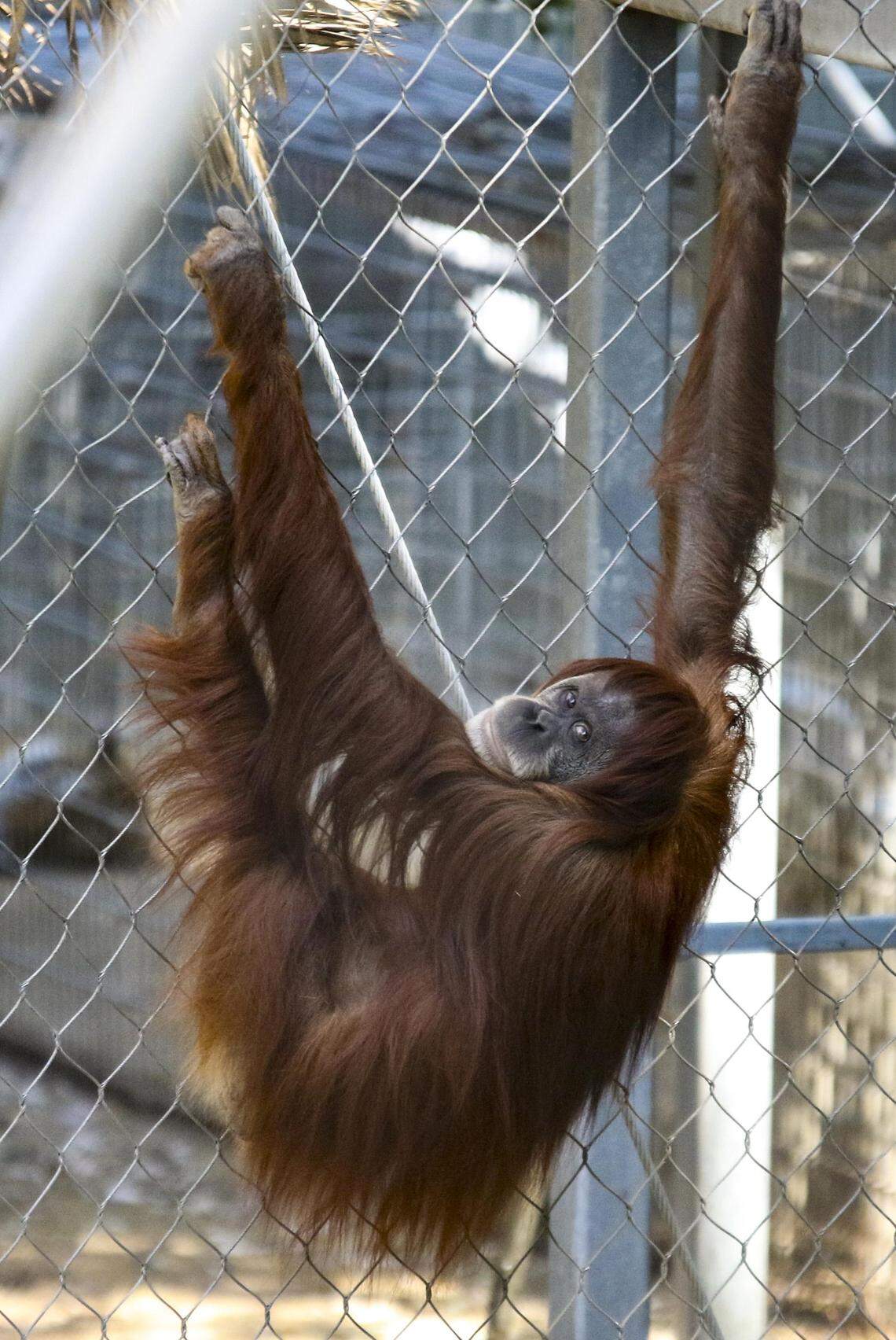 The Fresno Chaffee Zoo announced that its female orangutan, Siabu, is pregnant. This will be her second baby.