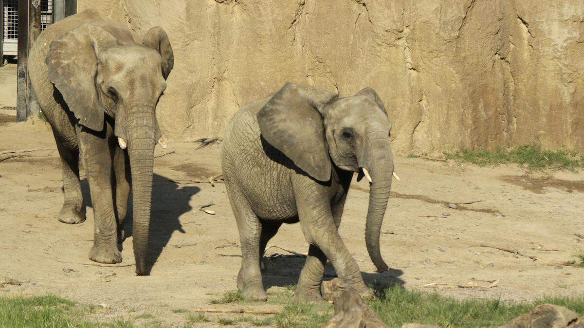 Nolwazi and her daughter Amahle arrived in Fresno, CA, from the Dallas Zoo Oct. 16. 2018.