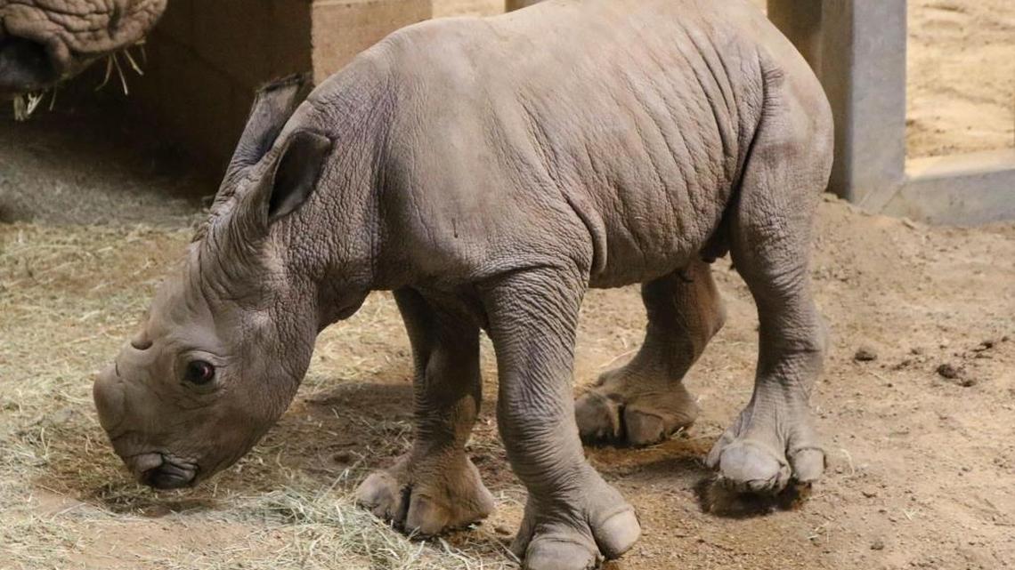 A Southern white rhino calf was born at the zoo overnight.
