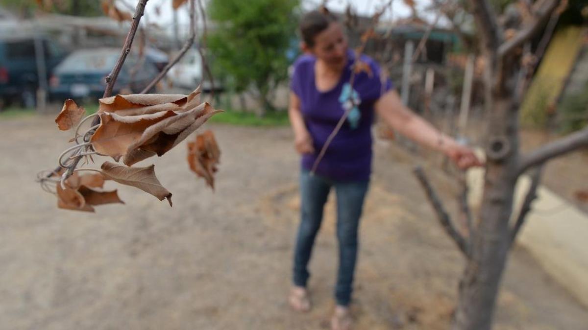 Aida Beltran, 41, inspects an apple tree in her backyard in East Porterville on Sept. 9, 2015. As neighbors around them began to lose their well water, Beltran and her husband stopped watering their lawn, plants and most of their trees to help conserve water. The family is now enduring the drought after their well went dry in November 2014.