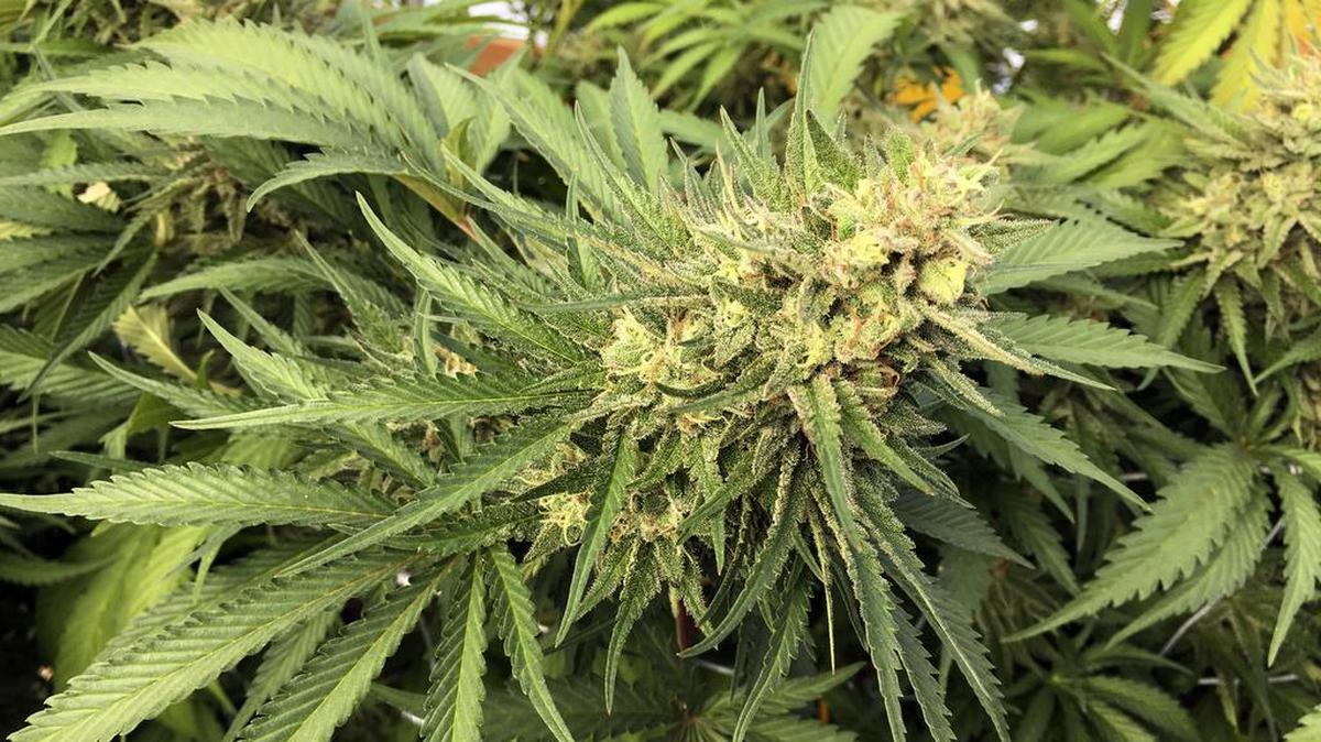 Nevada has approved temporary regulations for the sale of recreational marijuana in the state.
