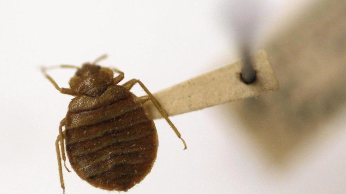 Kaweah Delta Hospital in Visalia treated the emergency room for bed bugs recently.