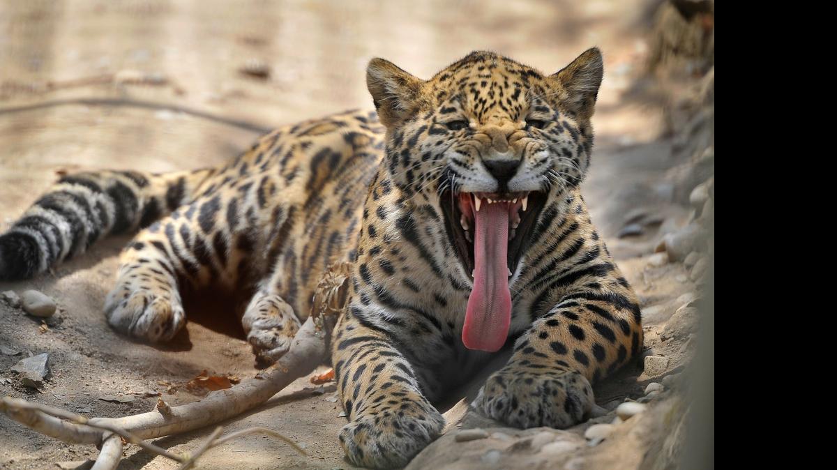 
Libre, one of the pair of jaguar cubs born in November, stretches out his tongue for a toothy yawn at Project Survival Cat Haven. Libre and his brother, Nacho, are still considered cubs at 7 months old and 65 pounds.
