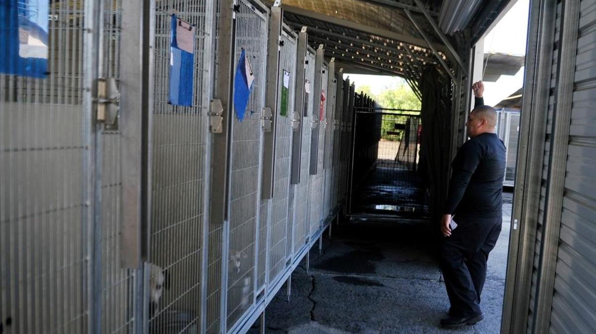 Dogs in the existing Fresno County animal shelter, at the former coroner’s office on Tielman Avenue west of Highway 99 in Fresno, are kept in outdoor enclosures.