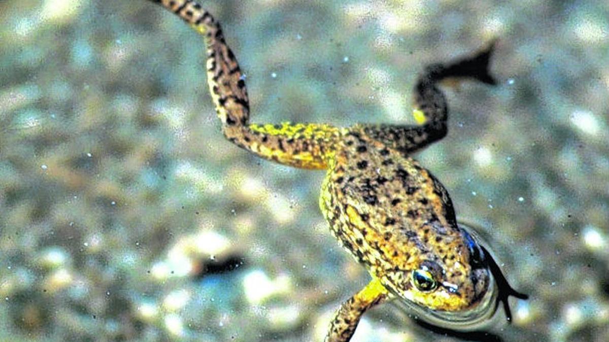 A mountain yellow-legged frog is shown in this undated file photo.