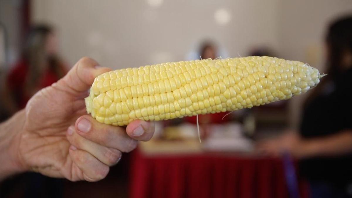 Fresno State reports a record number of ears were sold on Friday at the Rue and Gwen Gibson Farm Market.