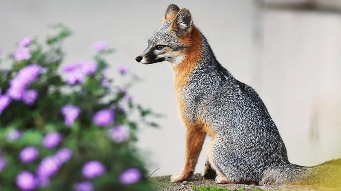 A gray fox perches on a landscape boulder overlooking the rear parking lot of The Fresno Bee building in the early evening of April 1.