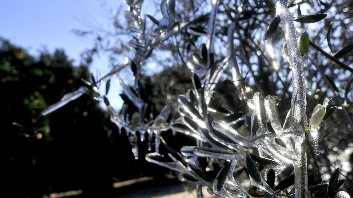 Ice coats branches of an olive tree in this file photo, the result of irrigation sprinklers that were turned on to combat freezing overnight temperatures. The orchard was off Academy Avenue north of Sanger.