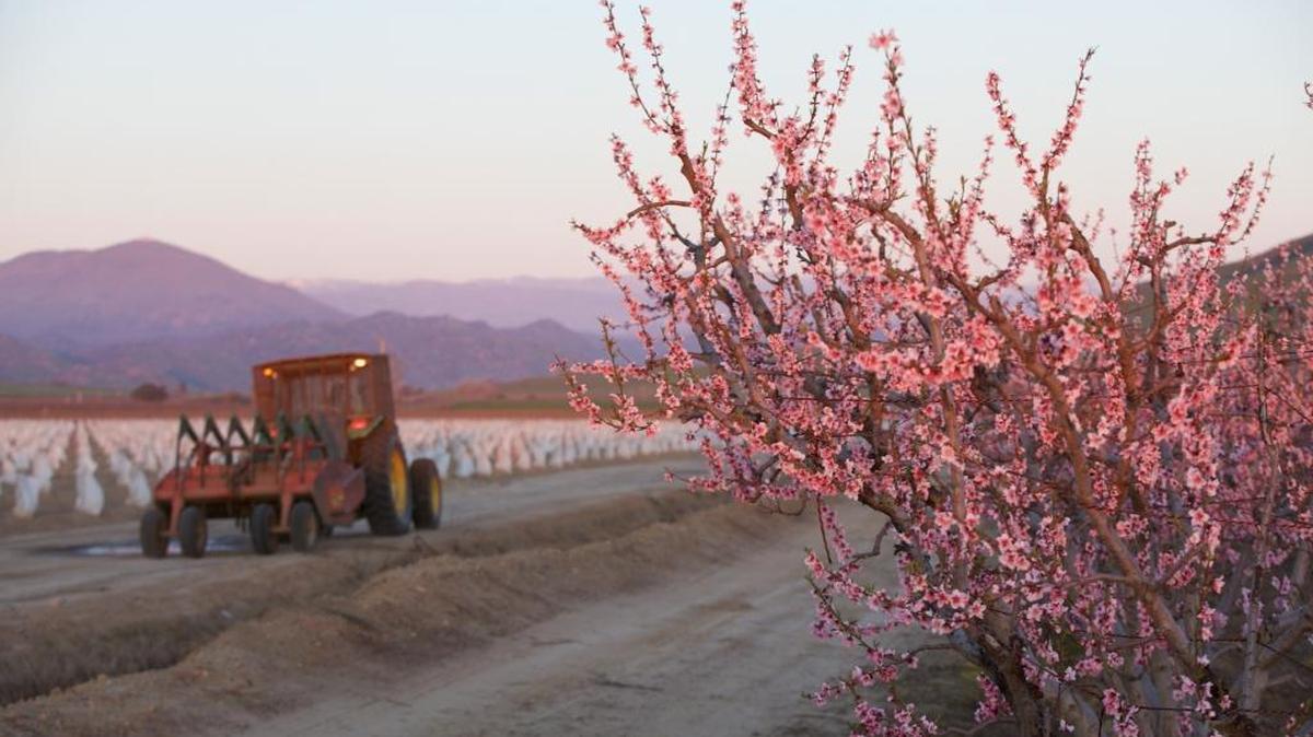 Blossoms along Highway 180 in Reedley on March 1, 2017. Peach and nectarine blossoms typically bloom in shades of pink and red.