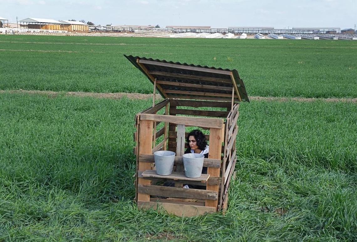 Animal rights activist Miryam Kamali, of San Francisco, sits in a makeshift calf hutch as a protest against the treatment of cows at the Zonneveld Dairy near Laton on Tuesday, Nov. 14, 2017. Kamali planned to sit inside the hutch throughout the six-hour protest to demonstrate what activists called cruel treatment. Activists say the dairy, which is a member of the Land O’ Lakes dairy production supplier, is not treating its cows humanely.