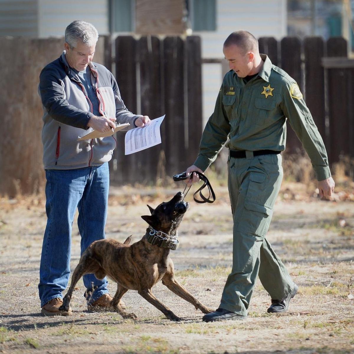 Fresno County Sheriff deputy Jerry Kitchens, right, works with K-9 Mikey as trainer Rick Johnson of Adlerhorst International checks notes during training exercises at Lifepoint Worship Center in Fresno on Wednesday, Nov. 29,2017. Mikey is back in duty four months after he was accidentally shot on a call last July.