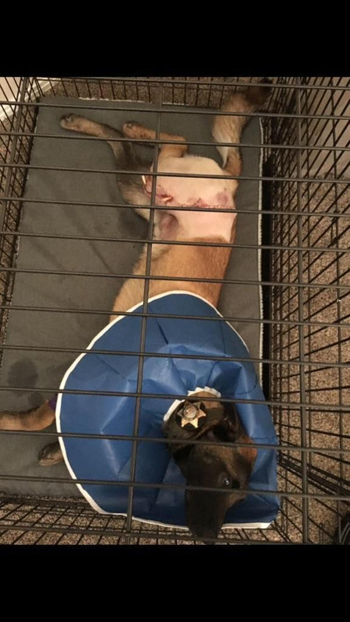 Kings County K-9 Officer Dash was shot Sunday, Nov. 26, 2017 by a murder suspect after a police chase. He underwent emergency surgery to remove the bullet and repair a deep wound and is recovering at home.
