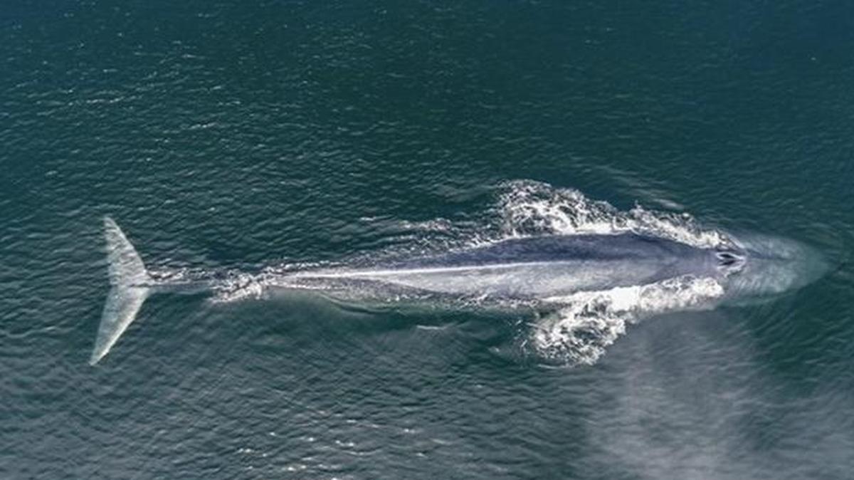 Slater Moore Photography captured drone video of a blue whale swimming and eating near the Monterey Bay coastline. Blue whales are the largest animal ever to roam the planet and are considered endangered species.