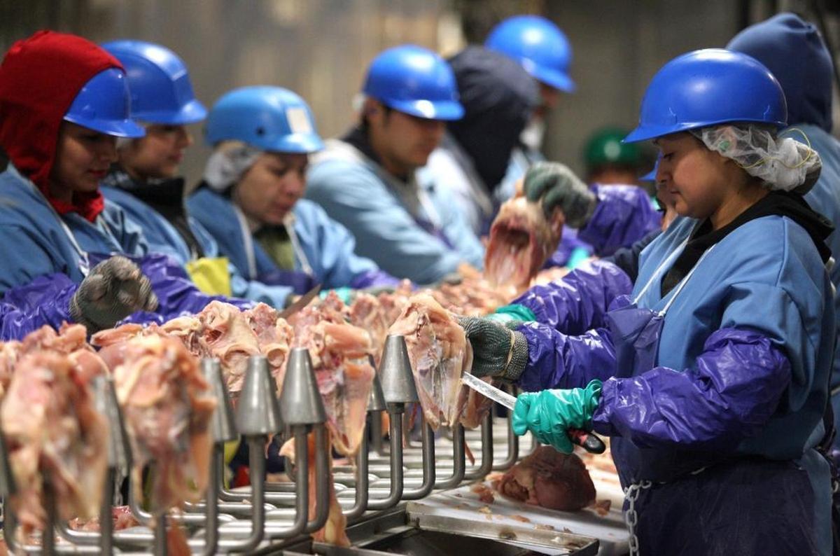 Workers cut poultry at Pitman Family Farms processing plant in Sanger.