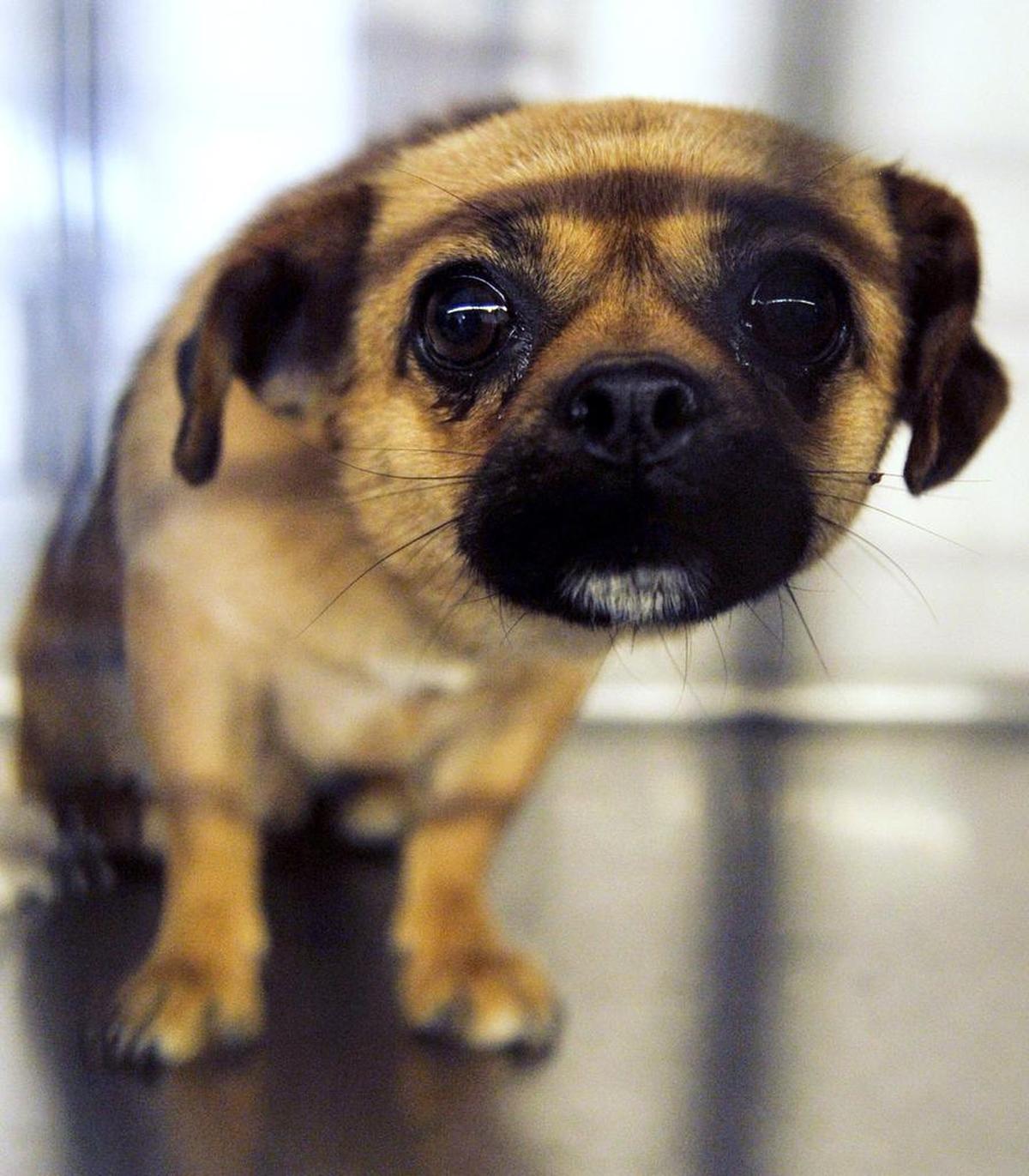 A timid dog stares warily from its cage at the Fresno Humane Animal Services shelter in this file photo.