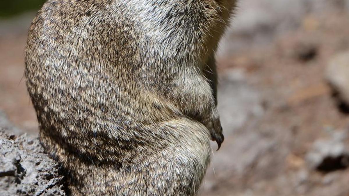 
A squirrel basks in the sun on a log near Swinging Bridge in Yosemite Valley.
