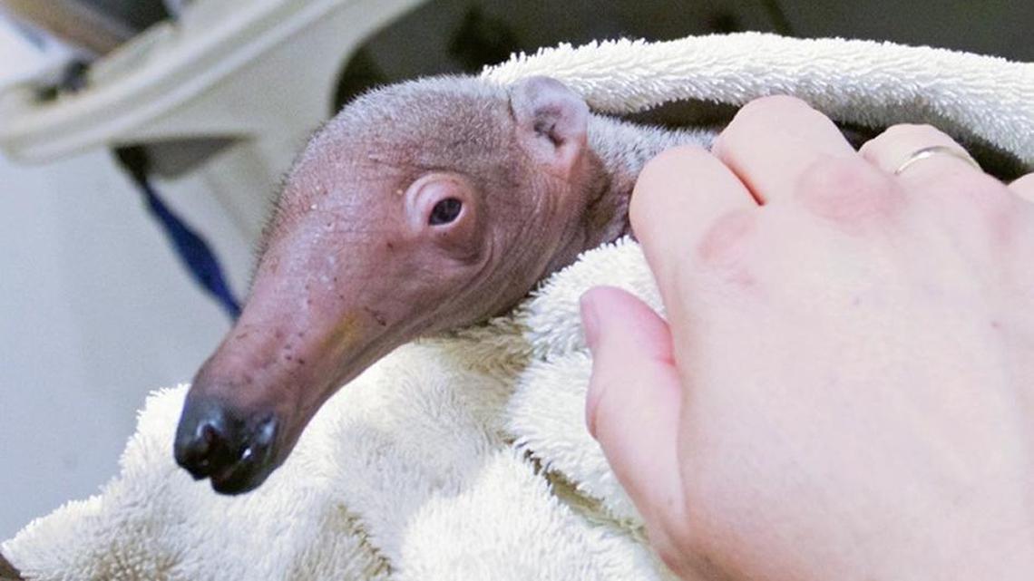 This baby anteater was relocated and will be temporarily cared for at Fresno Chaffee Zoo.