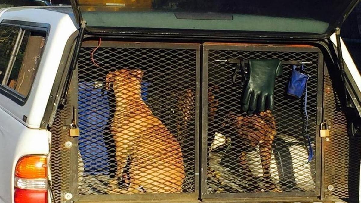 Pit bulls involved in the Fresno attack on woman were put down by SPCA officials.