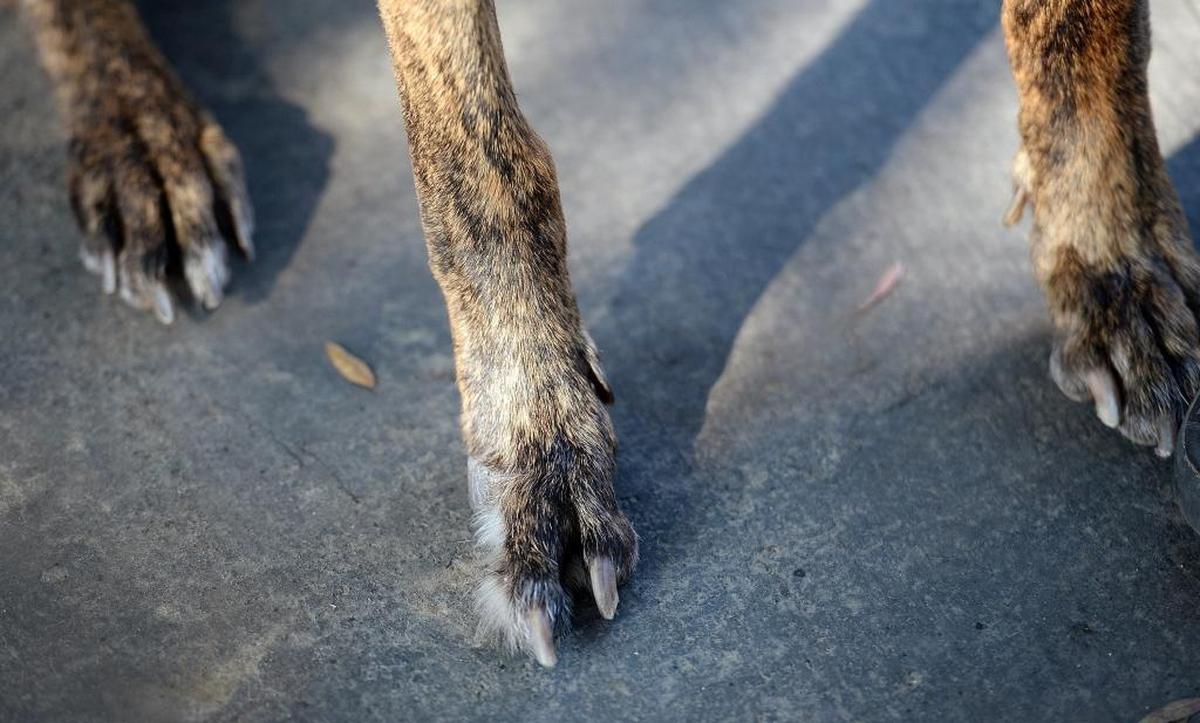 The right paw of Fresno County Sheriff’s Department K-9 Mikey shows missing toes after he was accidentally shot on a call last July. After a four-month recovery, Mikey is back on duty with his handler, deputy Jerry Kitchens.