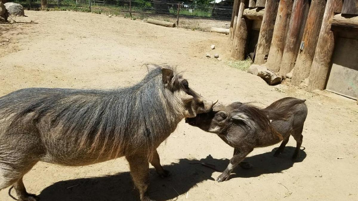 At right, Zuberi greets his faher, Zuko, in their Fresno Chaffee Zoo enclosure.