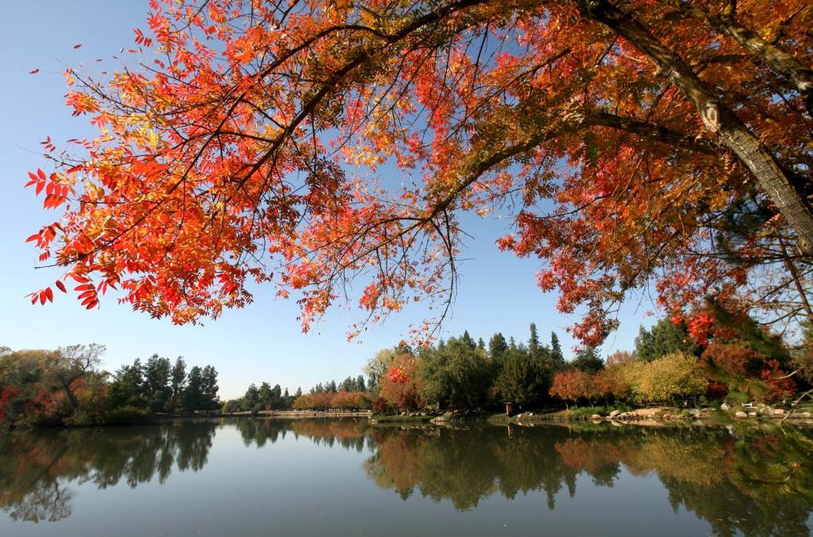 At Woodward Park in northeast Fresno, fiery red colors of a Chinese pistache tree stand out while looking out over the lake from the Shinzen “Friendship” Garden.