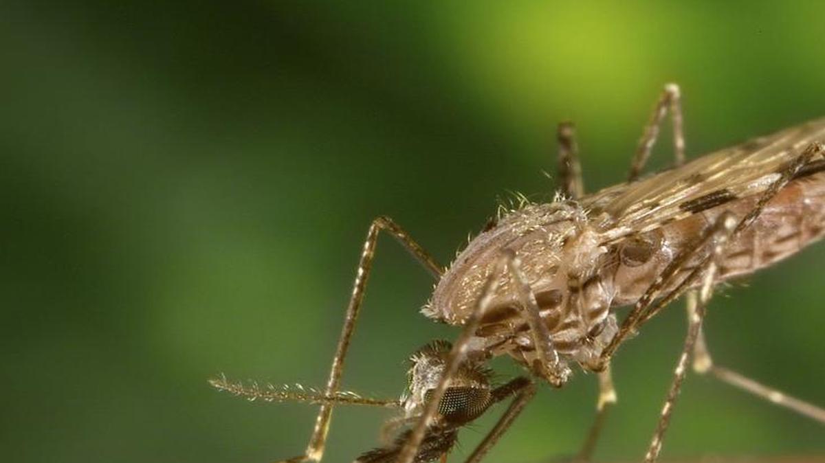 
A mosquito crouches down to feed. Mosquitos carrying West Nile virus have infected people in Tulare County.
