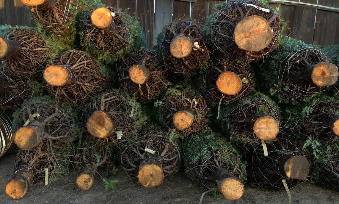 Commercial business-sized Christmas trees are stacked up in a lot at Sid’s Christmas Trees at Willow Avenue and Kings Canyon Highway in southeast Fresno on Friday, Nov. 17, 2017.