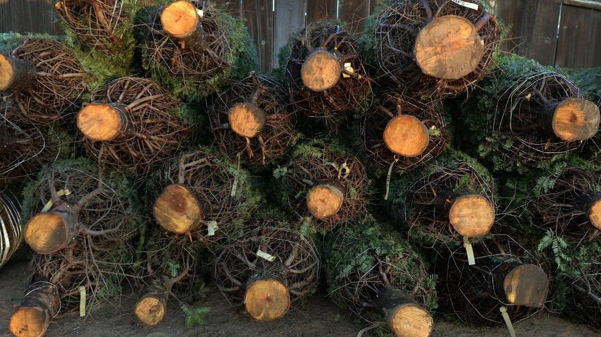 Commercial business-sized Christmas trees are stacked up in a lot at Sid's Christmas Trees at Willow Avenue and Kings Canyon Highway in southeast Fresno on Friday, Nov. 17, 2017.