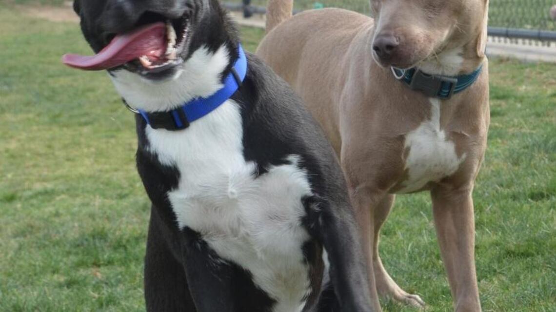 Miss Winkles Pet of the Week of April 24: Kami