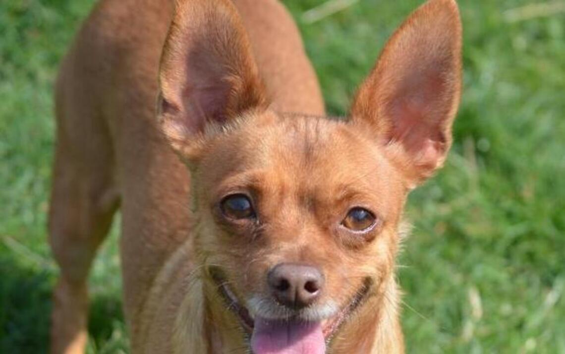 Miss Winkles Pet of the Week of March 27: Neo