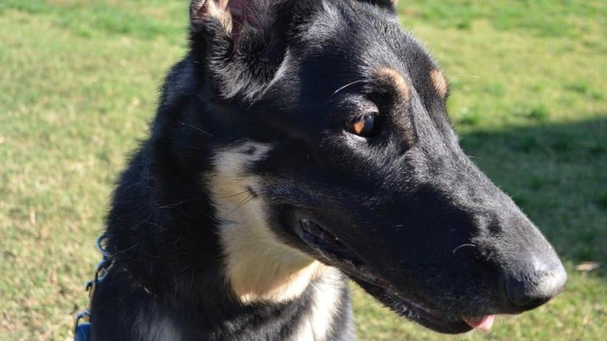 Heidi