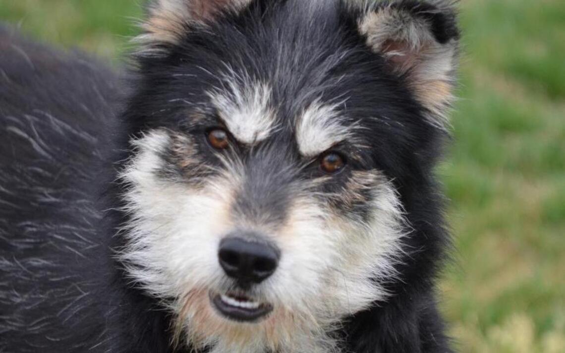 It’s National Pet Month