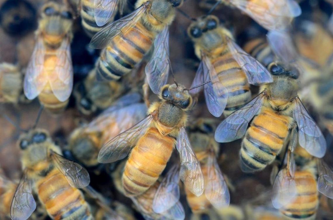 Bees play a vital role in the pollination of more than 1.5 million acres of almond trees in California.