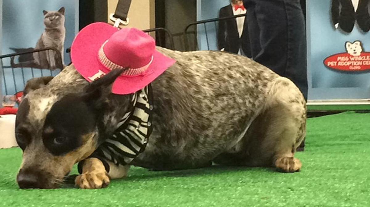 
Babs, dressed as a cowgirl. She won Crowd Favorite.
