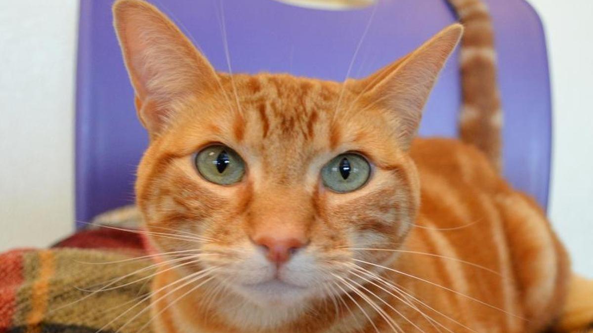 Miss Winkles Pet of the Week for Dec. 2: Simba
