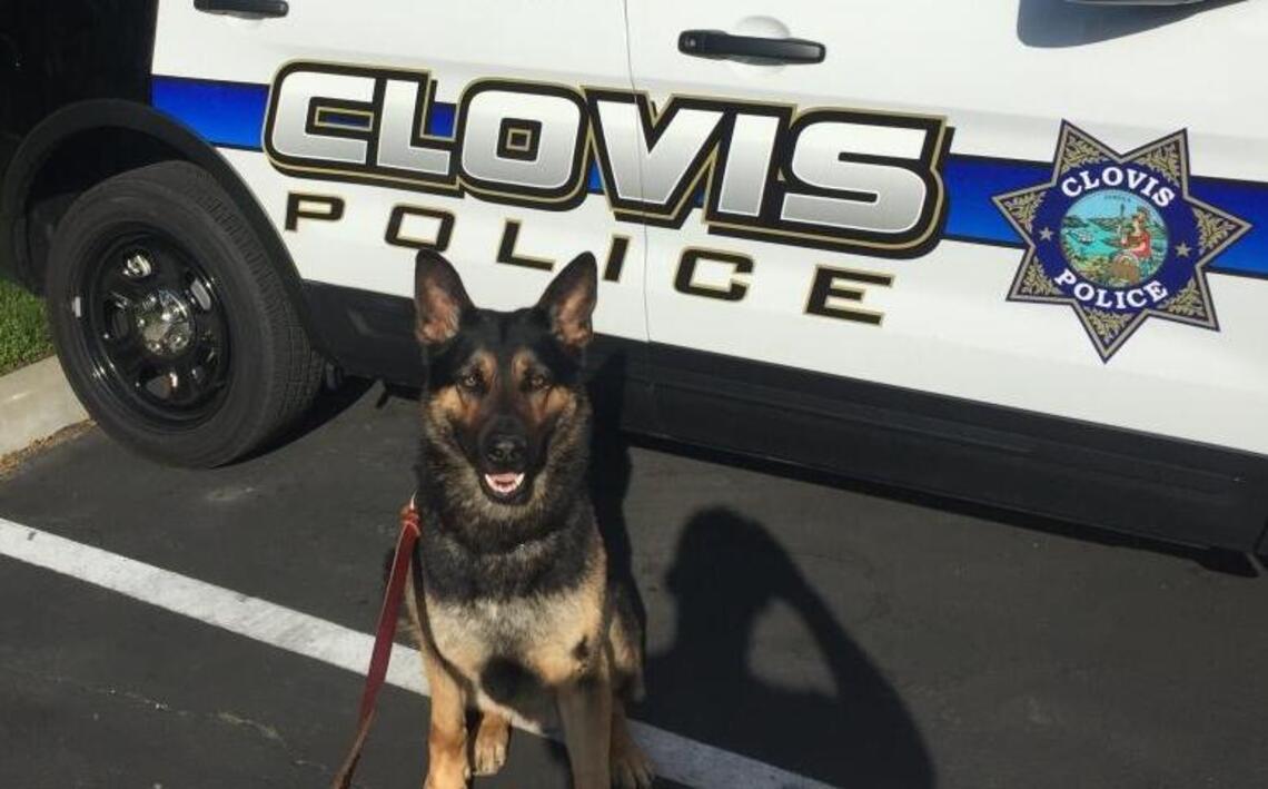 K-9 comeback: Clovis Police Department kicks off fundraising efforts to purchase five dogs for reinstated K-9 officer program