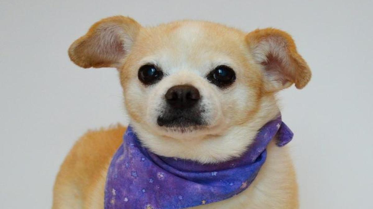 Daisy aka Tater Tot