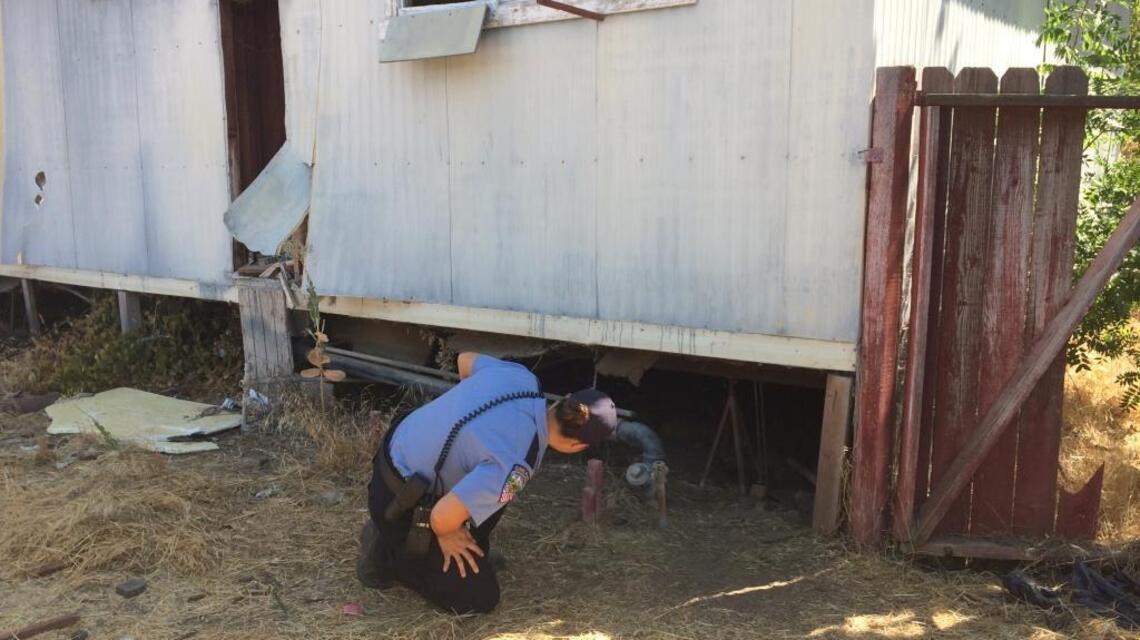 Clovis is ‘dogged’ by a problem – a wary pack of pooches that evade capture