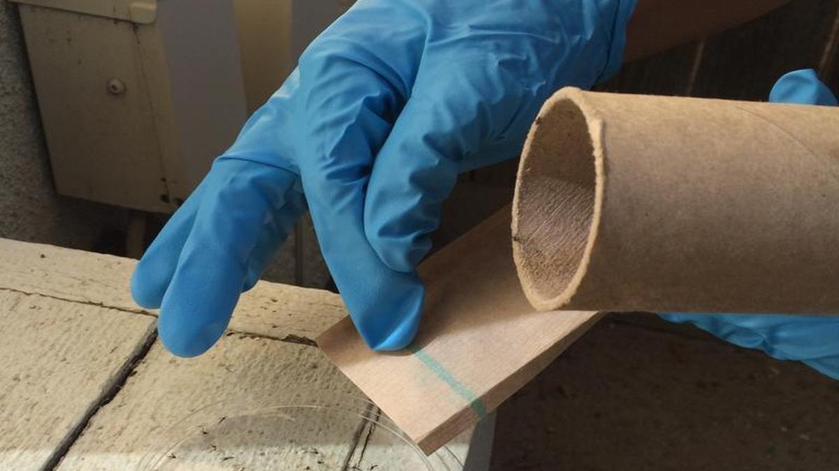Jodi Holeman of the Consolidated Mosquito Abatement District clears out a cardboard tube of male Aedes aegypti mosquitoes during a release in August.