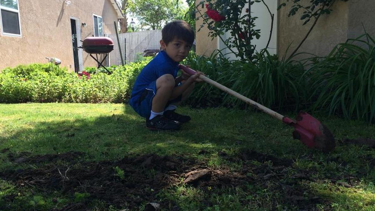 Rostam Hosseini, 5, digs a hole in his backyard. He enjoys helping his parents garden.