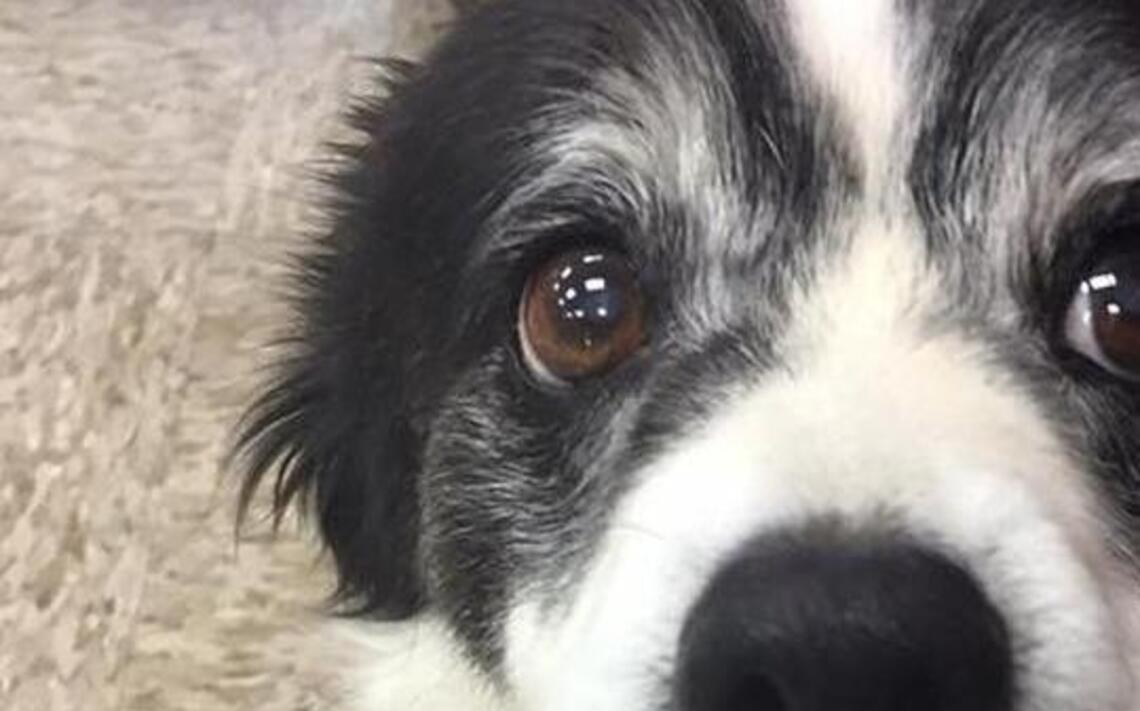 Clovis’ Bandit’s Buddies Rescue in need of a new home